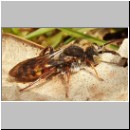 Nomada flava  - Wespenbiene w10.jpg